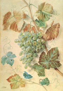 Raisins blancs - James Sillett